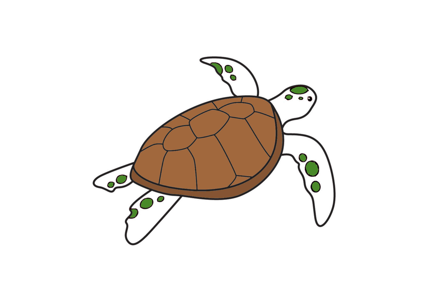Chi tiết hơn 60 về tranh tô màu con rùa mới nhất  trieuson5