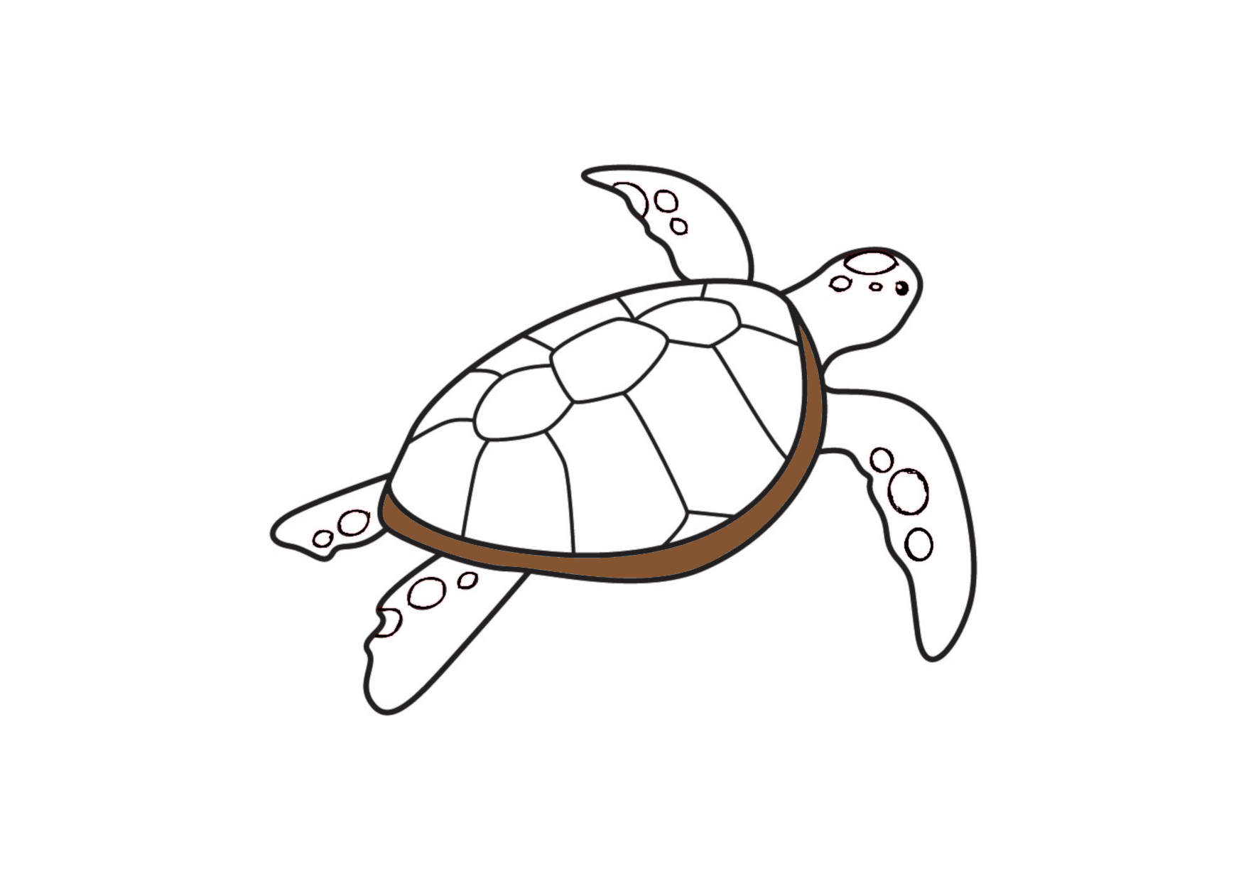 99+ Tranh Tô Màu Con Rùa Cực đáng Yêu Dành Cho Bé - Đề án 2020 - Tổng Hợp  Chia Sẻ Hình ảnh, Tranh Vẽ, Biểu Mẫu Trong Lĩnh Vực Giáo Dục